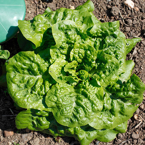Lechuga ButterCrunch Orgánica 8 Onzas | AgroTerra Guatemala