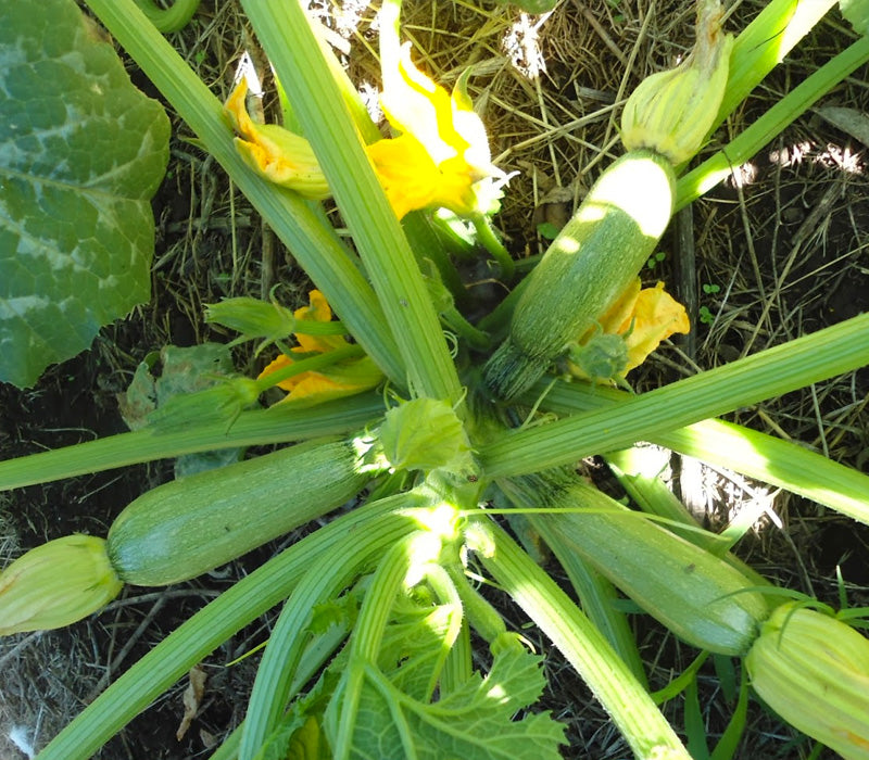 Semilla Zuchini Caserta 1 LB | AgroTerra Guatemala