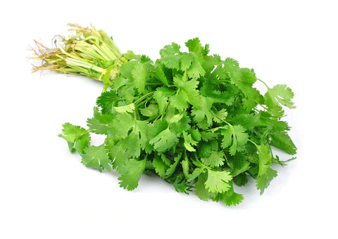 Cilantro Orgánico Manojo | AgroTerra Guatemala